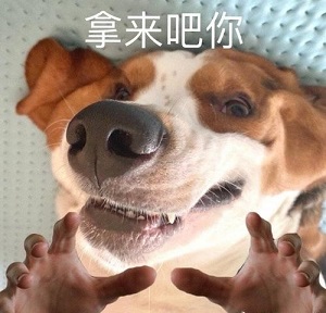 拿来吧你表情包