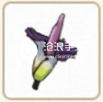 小森生活魔芋位置介绍：神秘商店购买指南